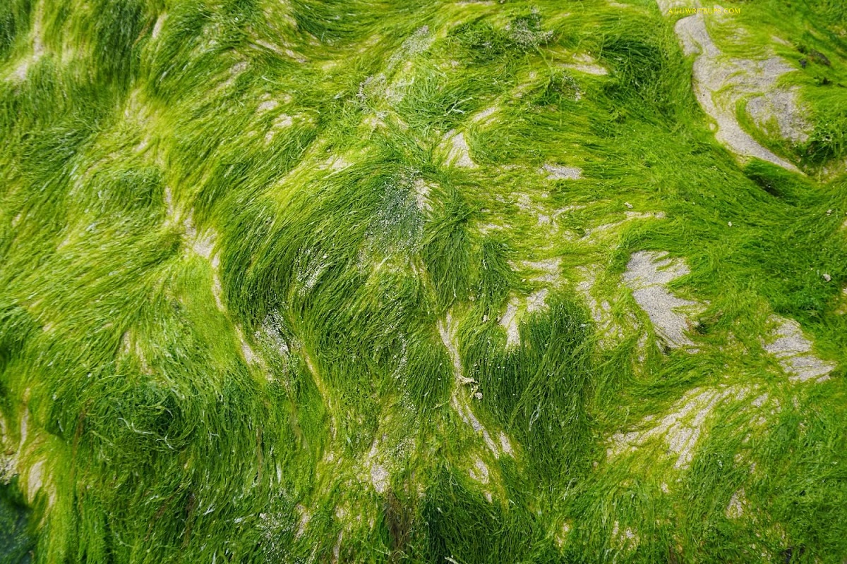 ALGAE